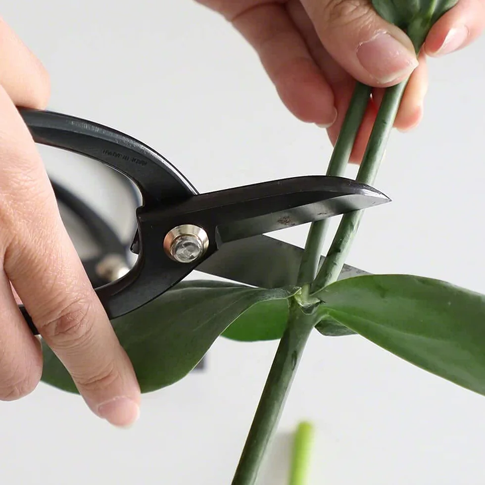 Wazakura Forbici Koryu in Acciaio al Carbonio 170 mm Professionale Ikebana Floral Tool, Kado Hasami Fiore Giapponese Disporre Cesoie Realizzate in Giappone - Koryu Acciaio al Carbonio (nero)