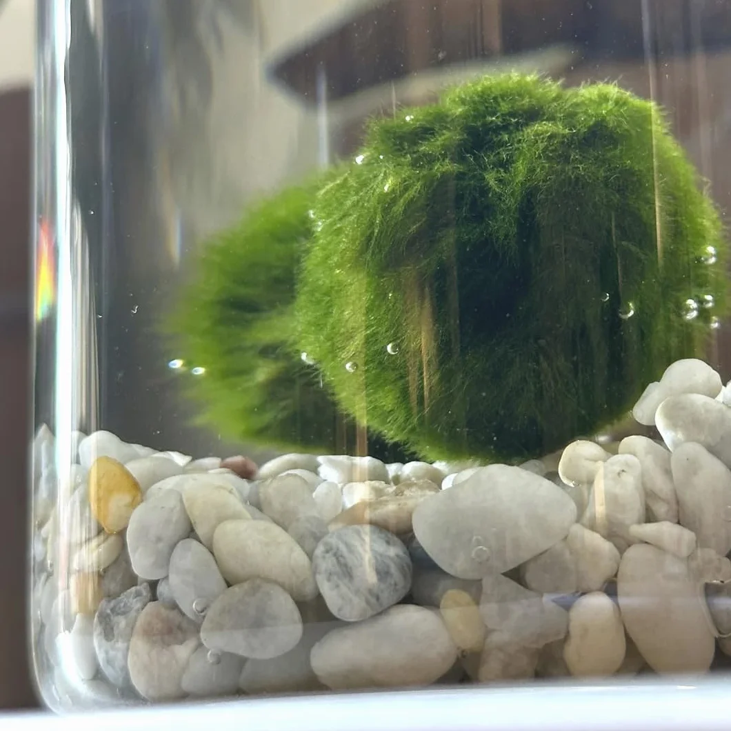 KAKI La Felicità è Nelle Piccole Cose Marimo Singolo Originale Vaso Vetro con Tappo Sughero 8cm 11cm Made in Italy