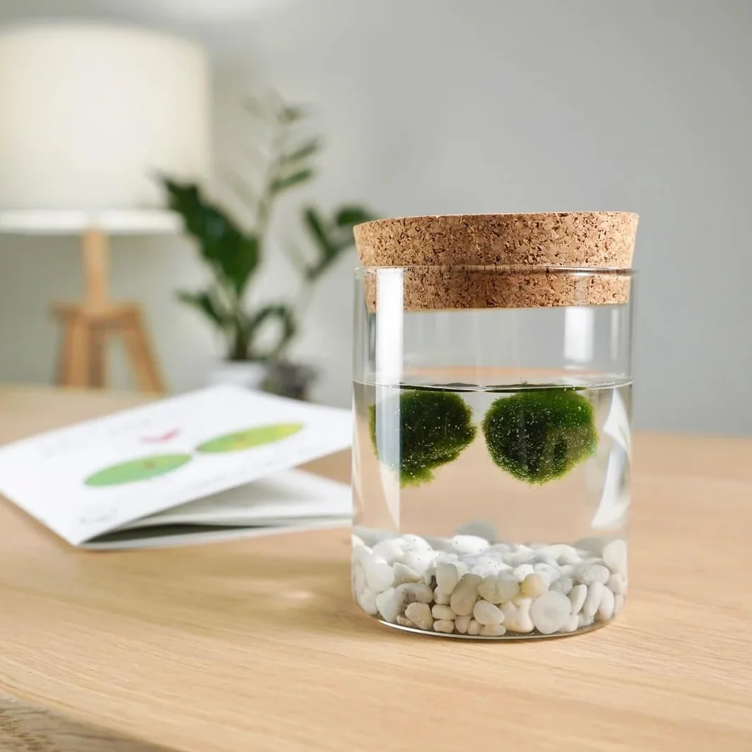 La Felicità è Nelle Piccole Cose Marimo Coppia originale vaso vetro con tappo sughero diametro 8cm altezza 11cm Made in Italy