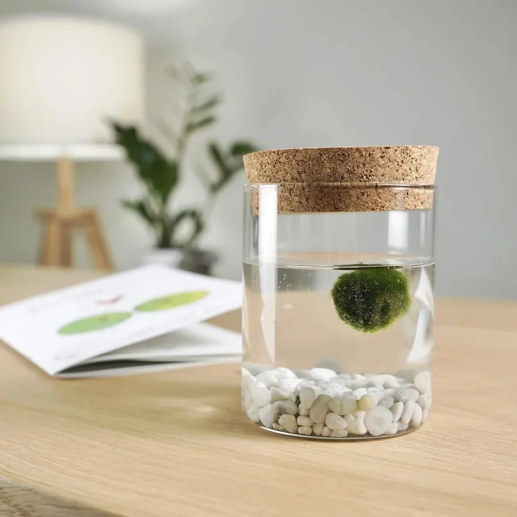 KAKI La Felicità è Nelle Piccole Cose Marimo Singolo Originale Vaso Vetro con Tappo Sughero 8cm 11cm Made in Italy