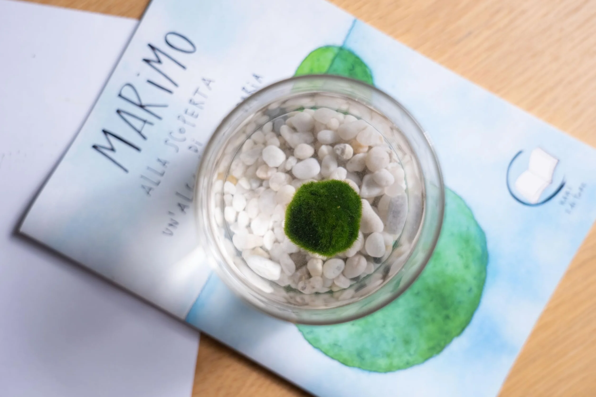 KAKI La Felicità è Nelle Piccole Cose Marimo Singolo Originale Vaso Vetro con Tappo Sughero 8cm 11cm Made in Italy